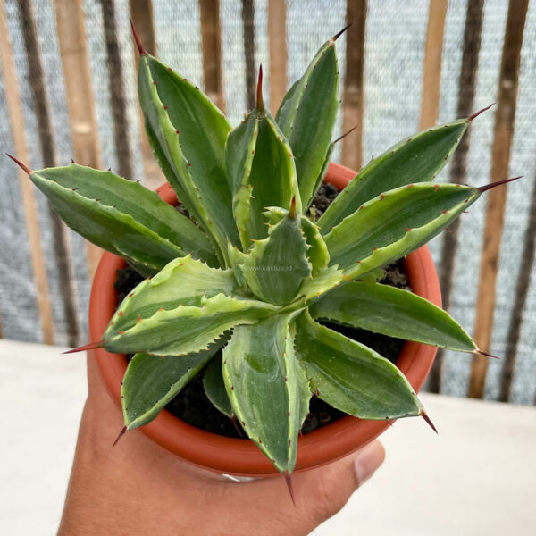 1054. Agave Potatorum CV. Cubic Variegated