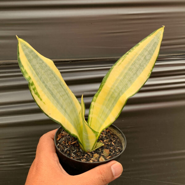 1210. Sansevieria Asahi