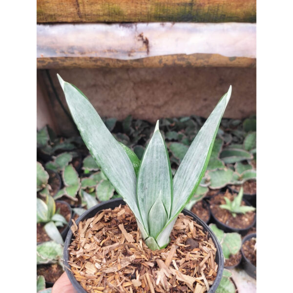 1211. Sansevieria Morgenstern