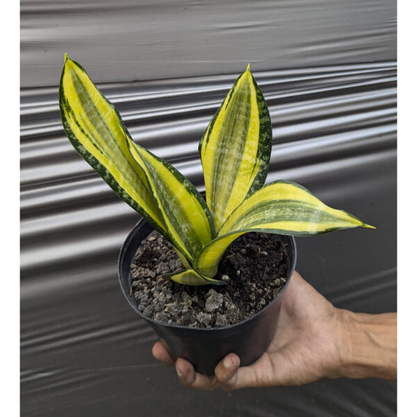 1212. Sansevieria Futura Pulsar