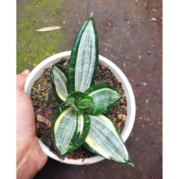 1213. Sansevieria Zebra