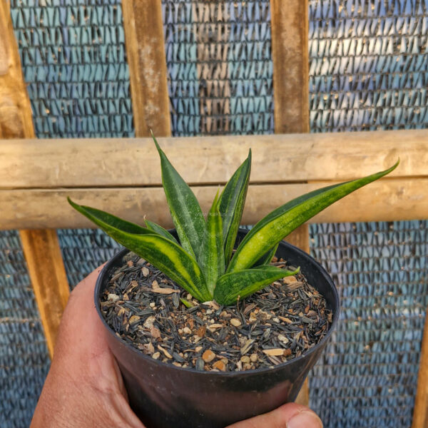 1214. Sansevieria Black Makayla Variegated