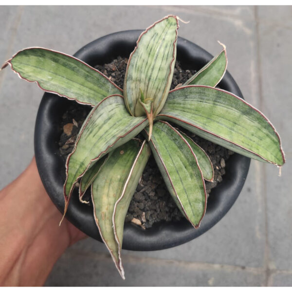 1234. Sansevieria Quick Silver Bat