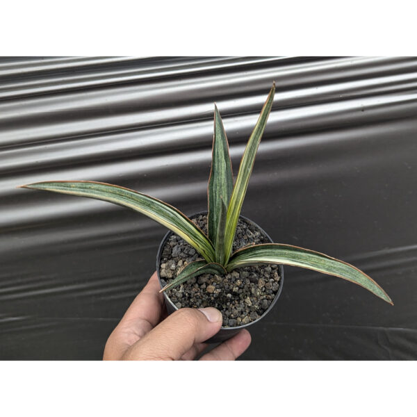 1223. Sansevieria Midnight Fountain White Variegated