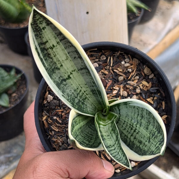 1215. Sansevieria White Twist