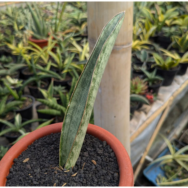 1216. Sansevieria White Hawaiian Star