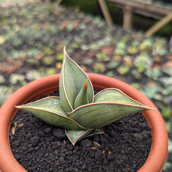 1217. Sansevieria Black Pinguicula