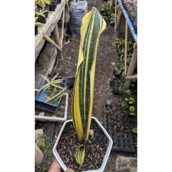 1218. Sansevieria Malawi Midnight