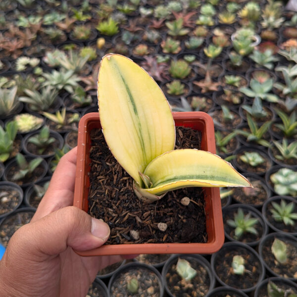 1219. Sansevieria Giant Bat Variegated