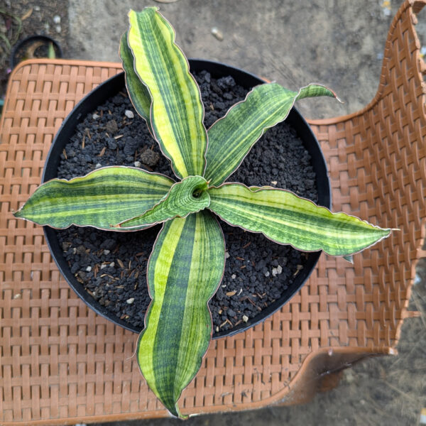 1220. Sansevieria Morning Star Variegated 25 Cm