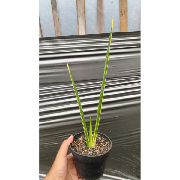 1221. Sansevieria Pencil Variegated