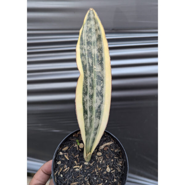 1222. Sansevieria Kirkii Brown Variegated