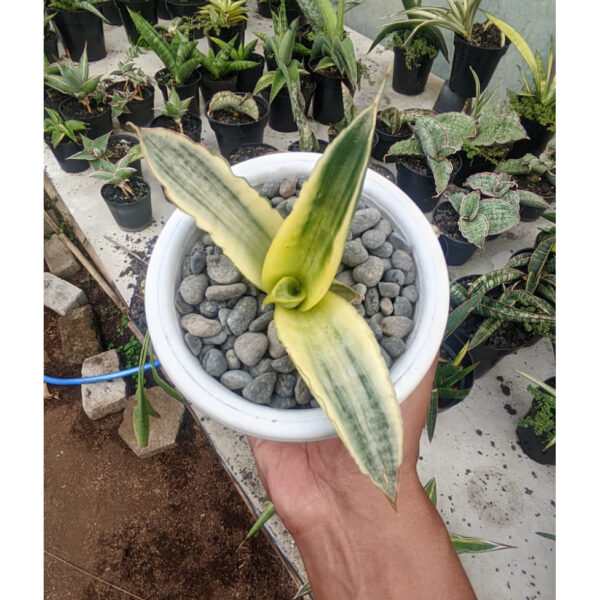 1224. Sansevieria Marsanda White Variegated