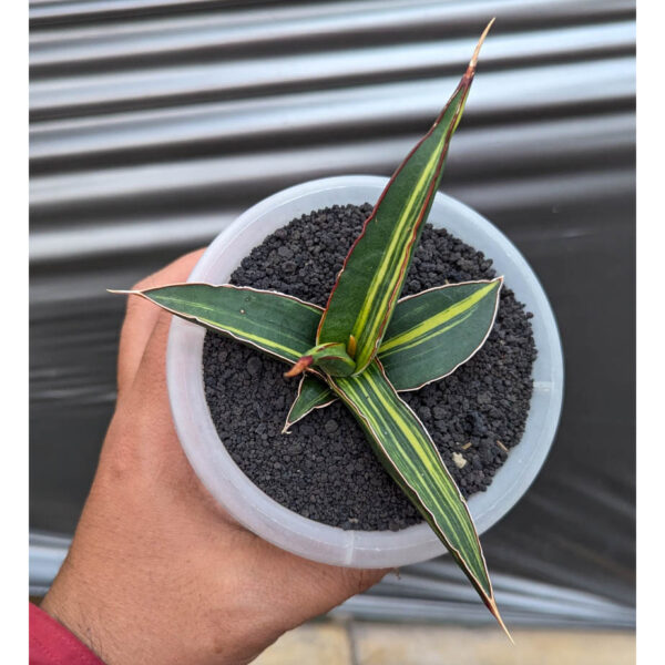 1214. Sansevieria Doris Pfennig Variegated