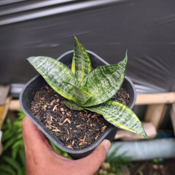 1227. Sansevieria Marga Variegated