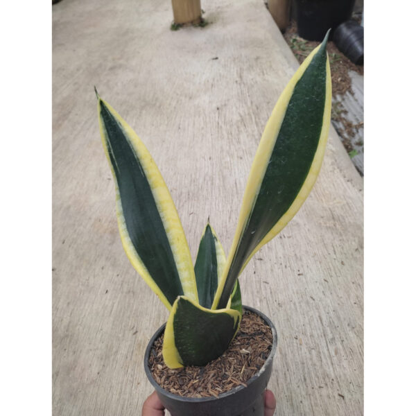 1228. Sansevieria Serii Black and Gold