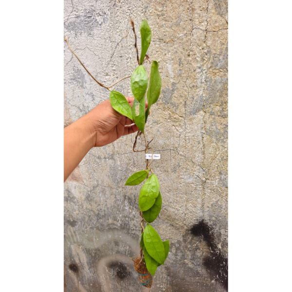 1253. Hoya Clemensorium Big Leafs