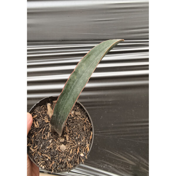 1256. Sansevieria Aff Scimi Black