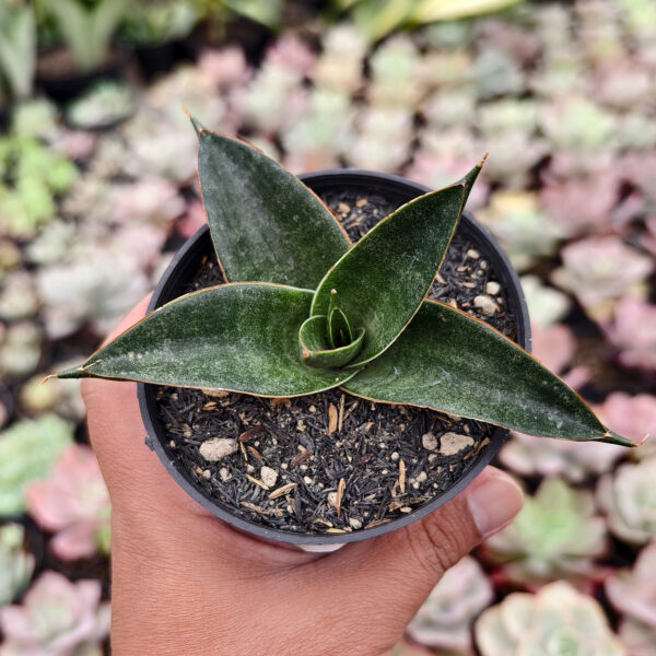 1257. Sansevieria Zombie