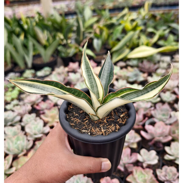 1258. Sansevieria Silver Rose Variegated