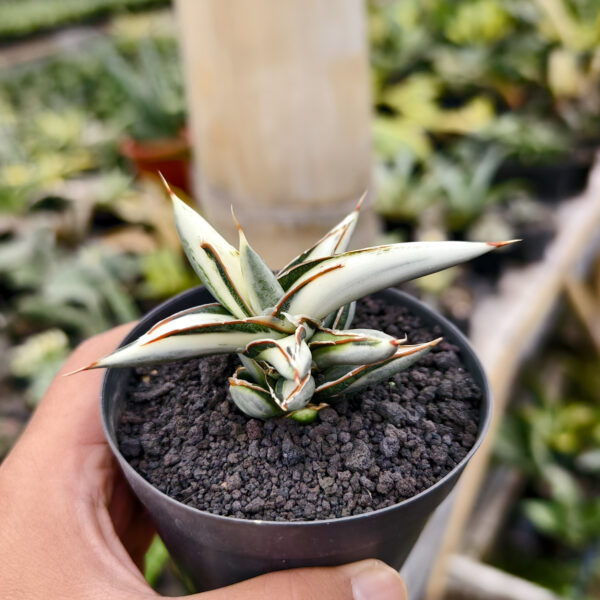 1259. Sansevieria Silver Clone White Mutation