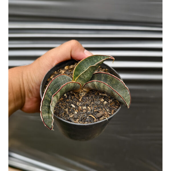 1260. Sansevieria Kahuku Bat