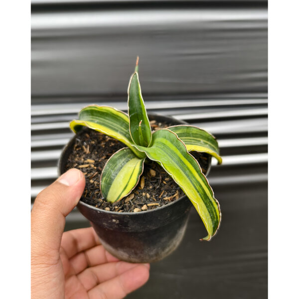 1263. Sansevieria Pinguicula Tom Grumbley Variegated