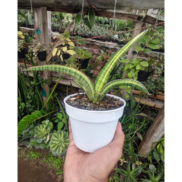 1265. Sansevieria Coco Hybrid