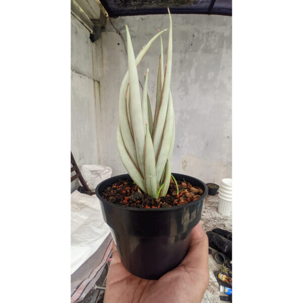 1266. Sansevieria Swan Dancer