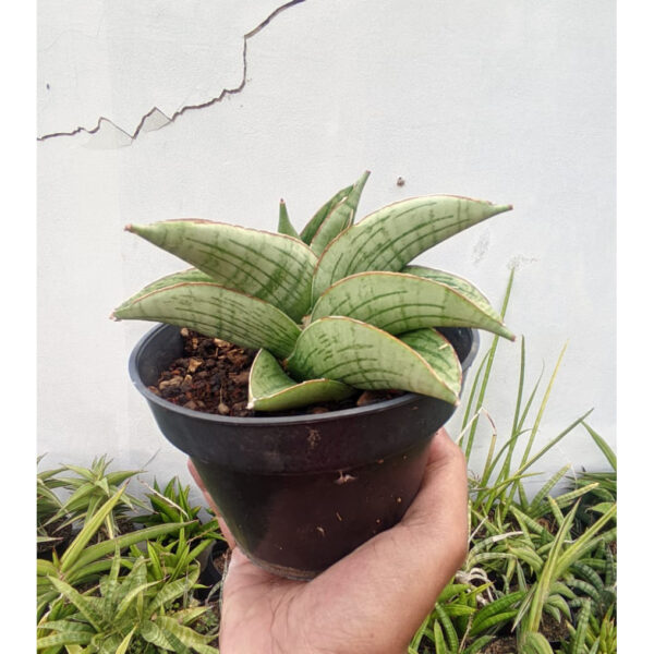 1268. Sansevieria Hobbit